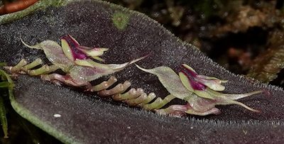 Lepanthes tomentosa, photographed by desertnaturalist