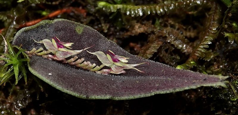 Lepanthes tomentosa, photographed by desertnaturalist