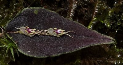 Lepanthes tomentosa, photographed by desertnaturalist