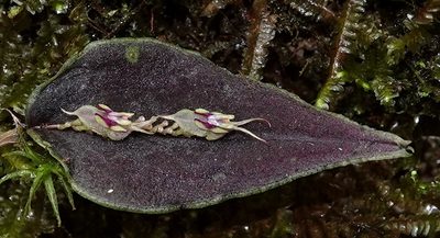 Lepanthes tomentosa, photographed by desertnaturalist