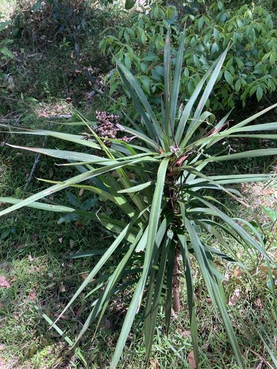 Cordyline stricta, photographed by Thomas Mesaglio