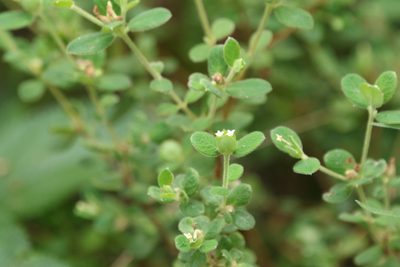 Pimelea altior, photographed by Greg Tasney