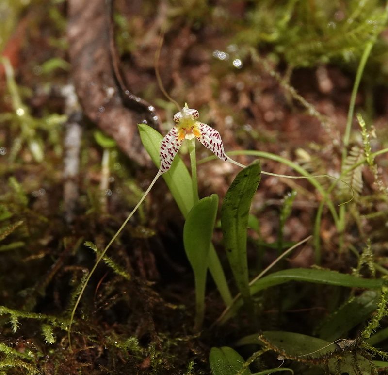 Masdevallia picturata, photographed by desertnaturalist