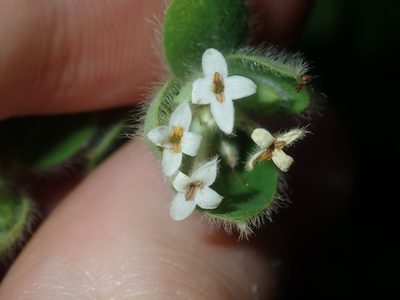 Pimelea altior, photographed by Thomas Mesaglio