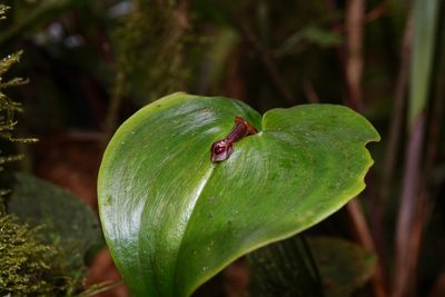 Pleurothallis cordata, photographed by desertnaturalist