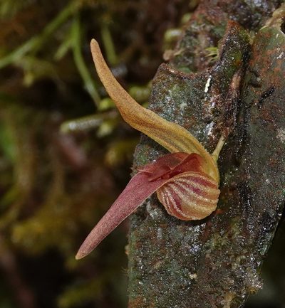 Pleurothallis nossax, photographed by desertnaturalist