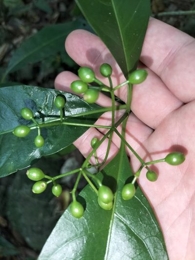Eumachia frutescens, photographed by Matthew Borella