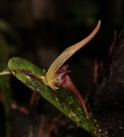 Pleurothallis nossax, photographed by desertnaturalist