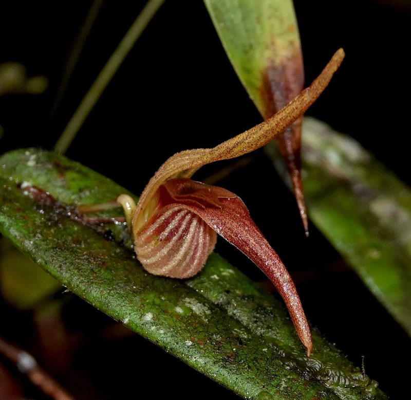 Pleurothallis nossax, photographed by desertnaturalist