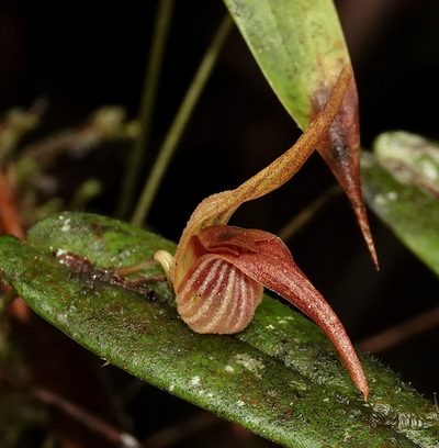 Pleurothallis nossax, photographed by desertnaturalist