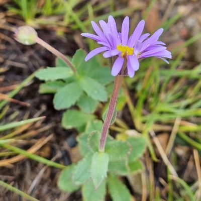 Brachyscome spathulata, photographed by Jane Canaway