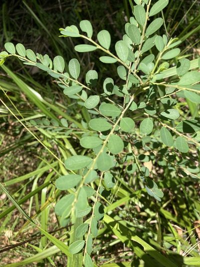 Phyllanthus gunnii, photographed by Thomas Mesaglio