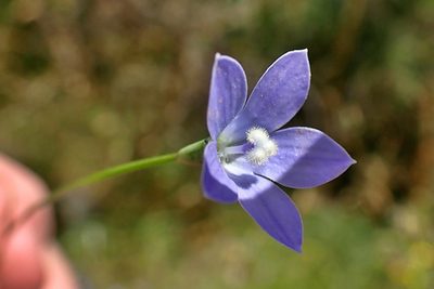 Wahlenbergia violacea, photographed by Duncan Cunningham
