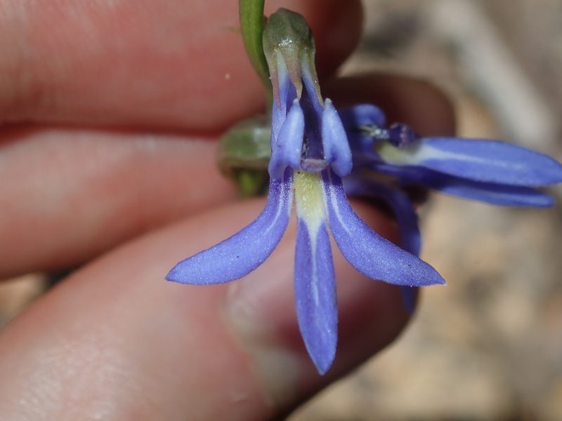 Lobelia gibbosa, photographed by Thomas Mesaglio