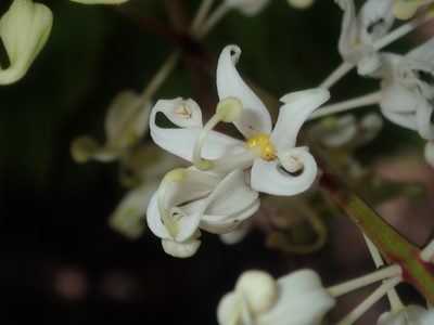 Lomatia silaifolia, photographed by Thomas Mesaglio
