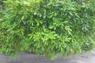 Pseudopanax lessonii, photographed by Joe Dillon