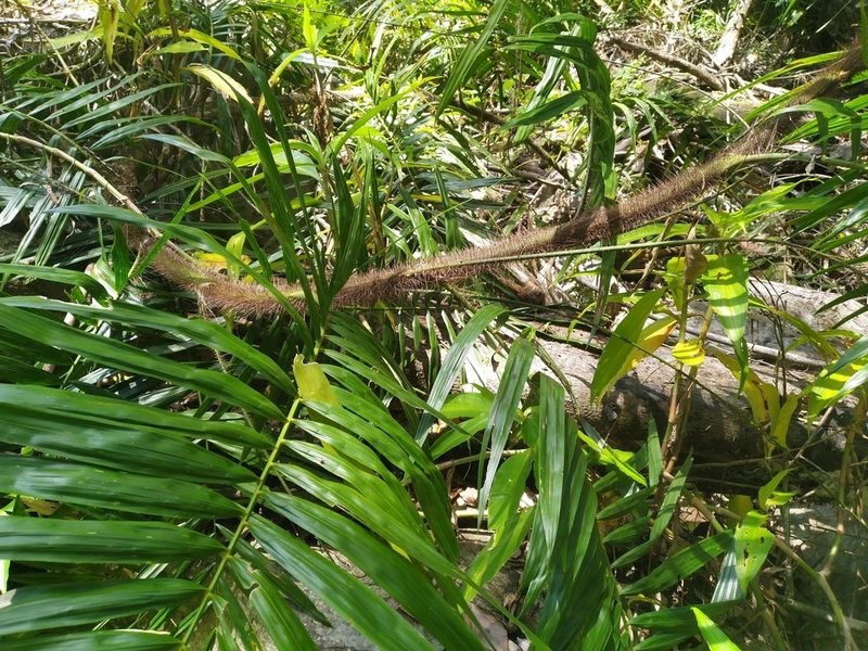 Calamus australis, photographed by Steve Fitzgerald