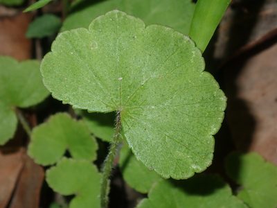 Hydrocotyle hirta, photographed by Thomas Mesaglio