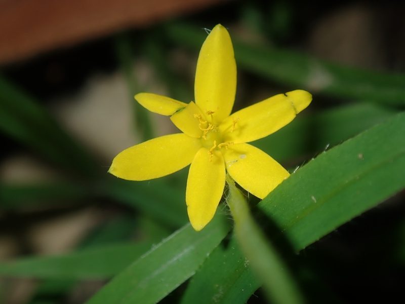 Hypoxis hygrometrica, photographed by Thomas Mesaglio