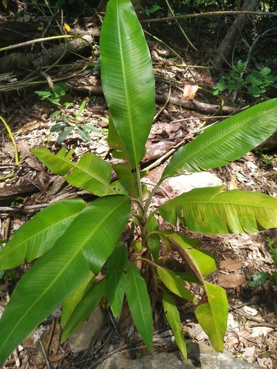Musa banksii, photographed by Steve Fitzgerald
