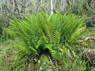 Polystichum proliferum, photographed by Jane Canaway
