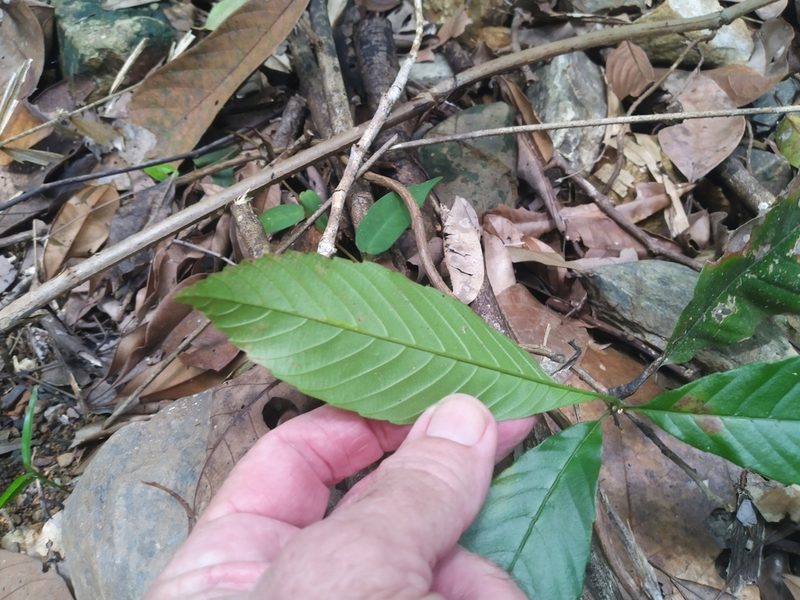 Tetracera nordtiana, photographed by Steve Fitzgerald