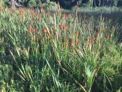 Kniphofia uvaria, photographed by Tony Rebelo