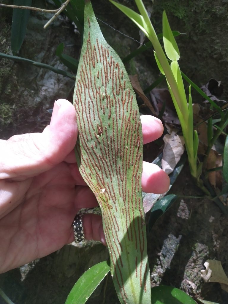 Antrophyum callifolium, photographed by Steve Fitzgerald