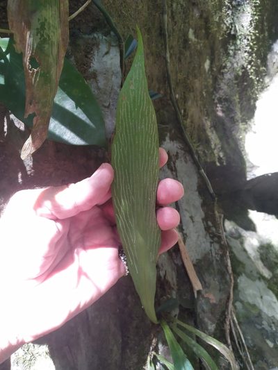 Antrophyum callifolium, photographed by Steve Fitzgerald