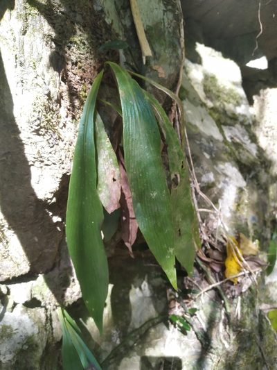 Antrophyum callifolium, photographed by Steve Fitzgerald