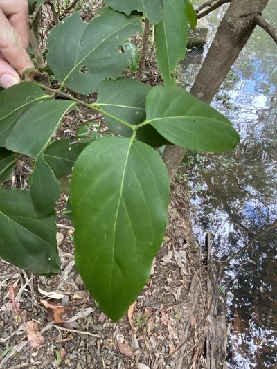 Psydrax lamprophyllus, photographed by Greg Tasney