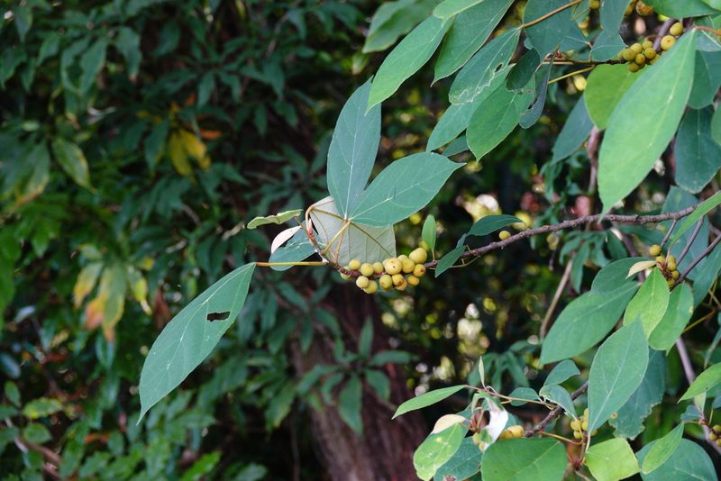 Ficus grossularioides, photographed by Cheongweei Gan