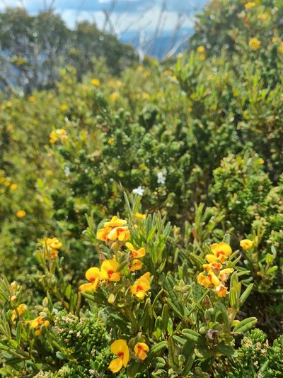 Podolobium alpestre, photographed by Jane Canaway