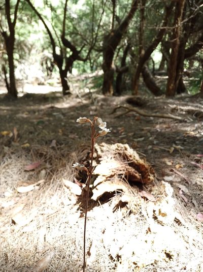 Gastrodia lacista, photographed by Em Lamond