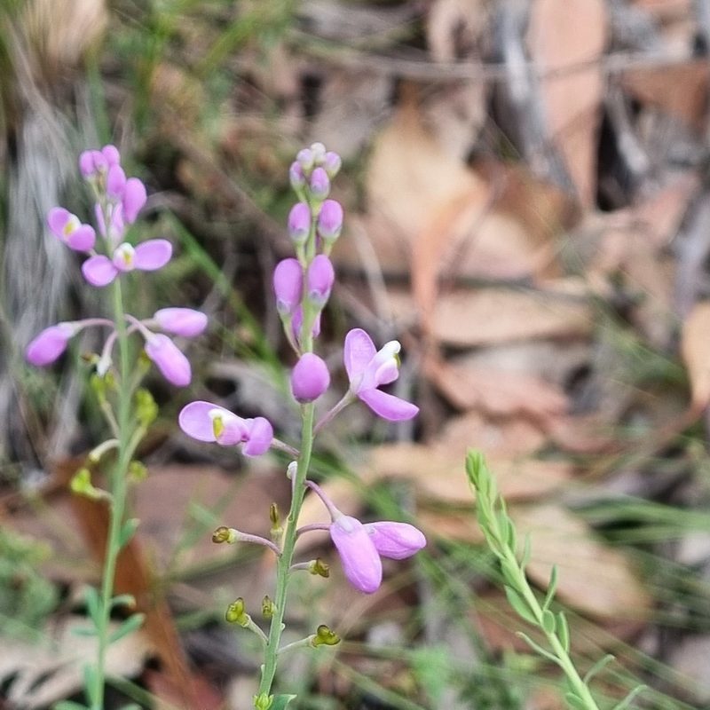 Comesperma ericinum, photographed by Jane Canaway