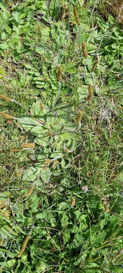 Plantago euryphylla, photographed by Jane Canaway