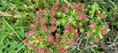 Ozothamnus alpinus, photographed by Jane Canaway