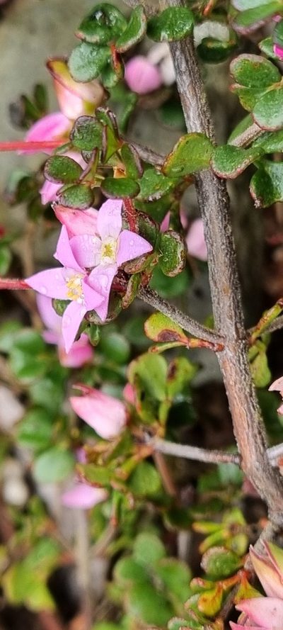 Boronia algida, photographed by Jane Canaway
