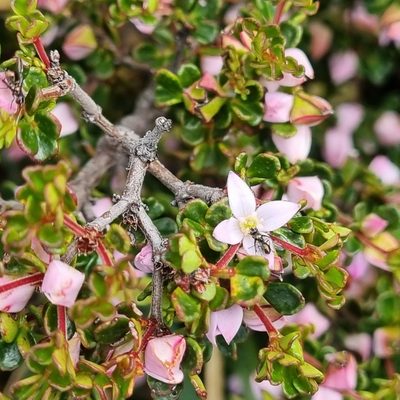 Boronia algida, photographed by Jane Canaway