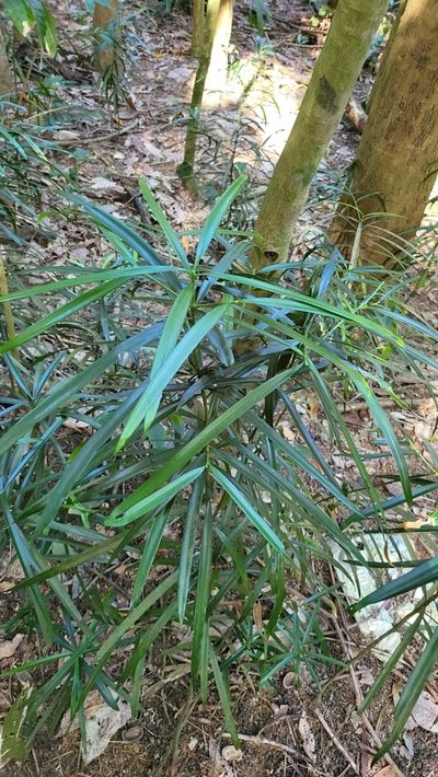 Podocarpus rumphii, photographed by Cheongweei Gan