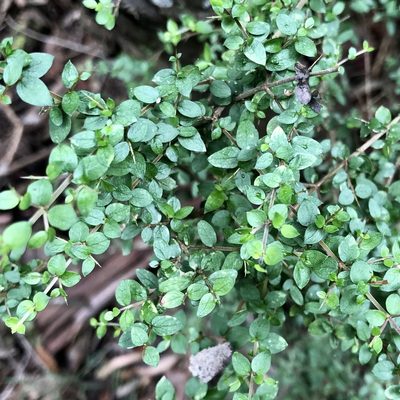 Coprosma quadrifida, photographed by James K. Douch