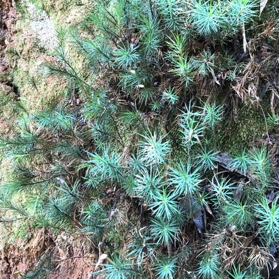 Dawsonia superba, photographed by James K. Douch