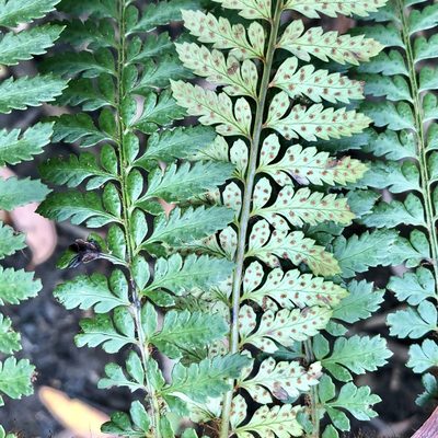 Polystichum proliferum, photographed by James K. Douch