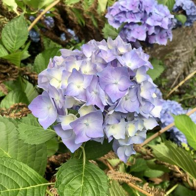 Hydrangea macrophylla, photographed by James K. Douch