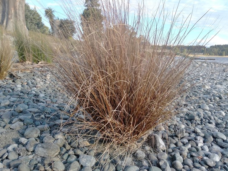 Carex buchananii, photographed by John Barkla