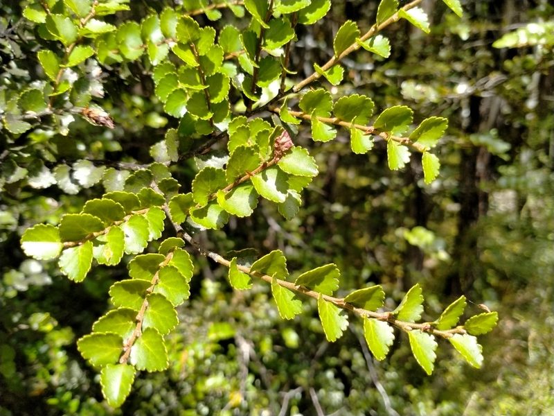 Nothofagus menziesii, photographed by John Barkla