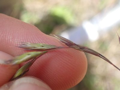 Festuca rubra, photographed by Paul Bell-Butler