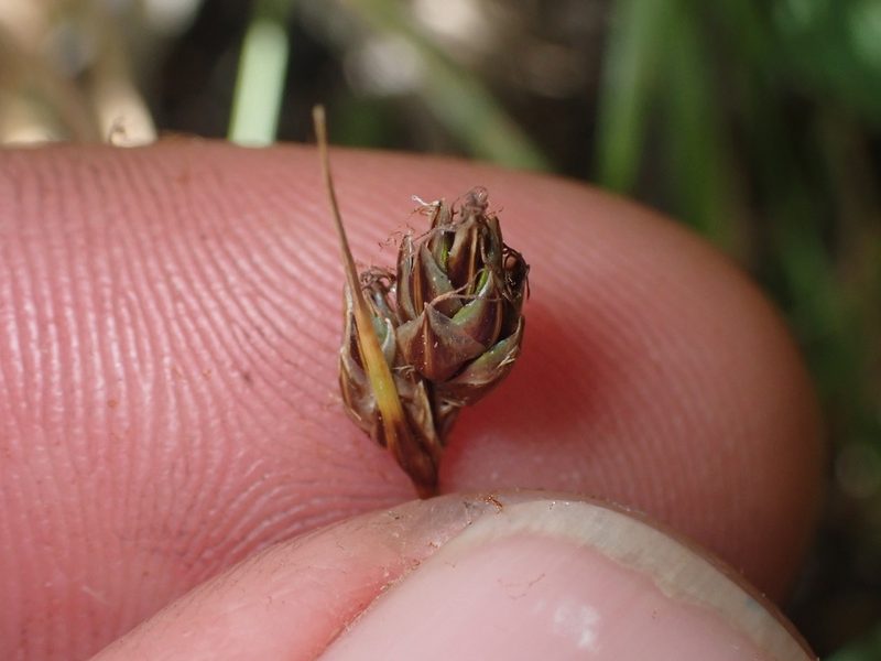 Carex colensoi, photographed by Paul Bell-Butler