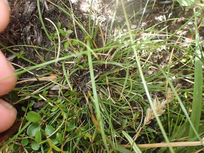 Carex colensoi, photographed by Paul Bell-Butler