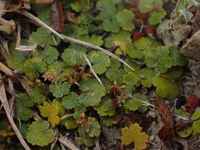 Hydrocotyle novae-zeelandiae, photographed by Paul Bell-Butler